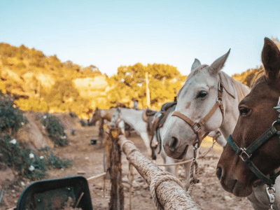 Kanab: Cave Lakes Canyon Horseback Riding Experience